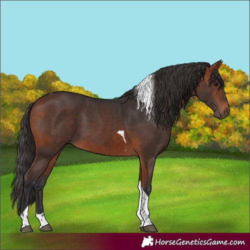 Horse Color:Bay Tobiano