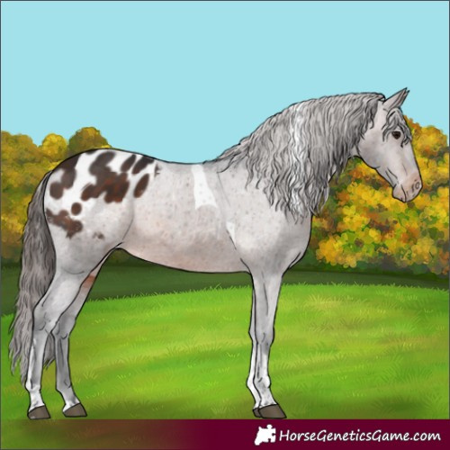 Horse Color:Brown Tobiano Blanket Rabicano