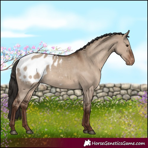 Horse Color:Liver Red Dun Appaloosa Rabicano
