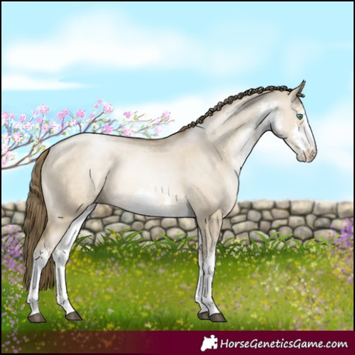 Horse Color:White Spotted Smoky Grullo Pearl
