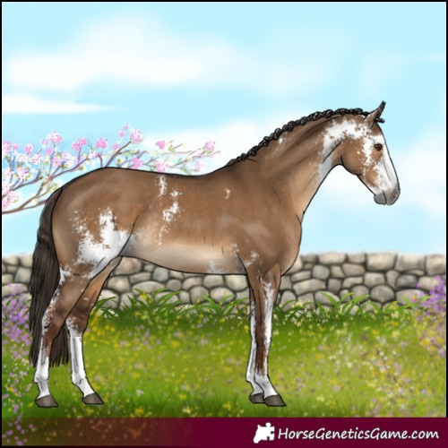 Horse Color:Gray Liver Red Dun Sabino Rabicano