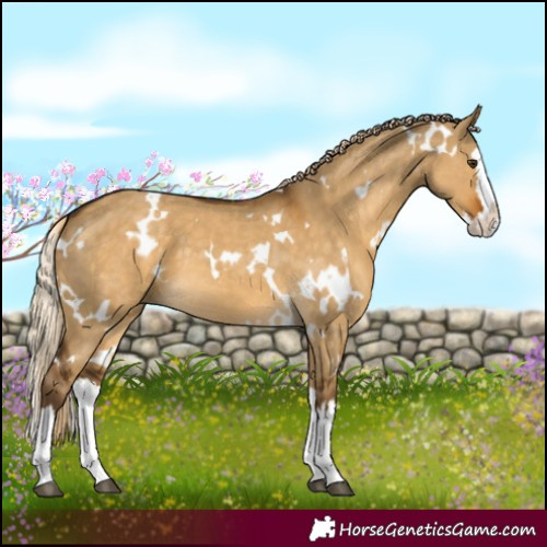 Horse Color:White Spotted Chocolate Palomino Dun Splash