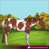 Horse Color:White Spotted Chestnut Tobiano 