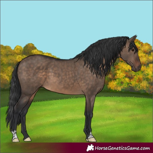 Horse Color:Brown Dun