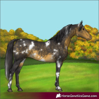 Horse Color:White Spotted Buckskin Rabicano