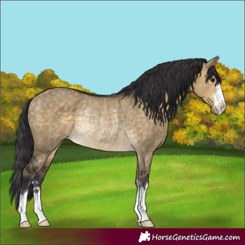 Horse Color:Buckskin Dun Rabicano