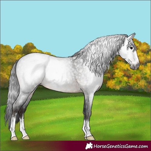 Horse Color:Gray Brown Roan