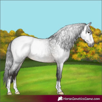 Horse Color:Gray Brown Roan