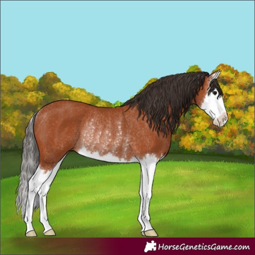 Horse Color:Bay Splash Rabicano