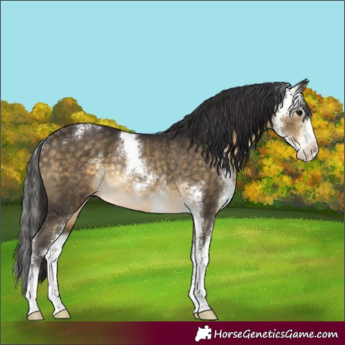 Horse Color:Buckskin Sabino Rabicano 