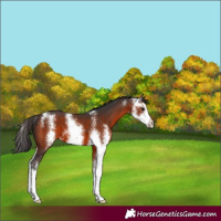 Horse Color:Brown Sabino 