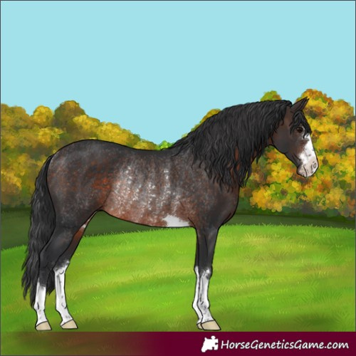 Horse Color:Brown Rabicano 