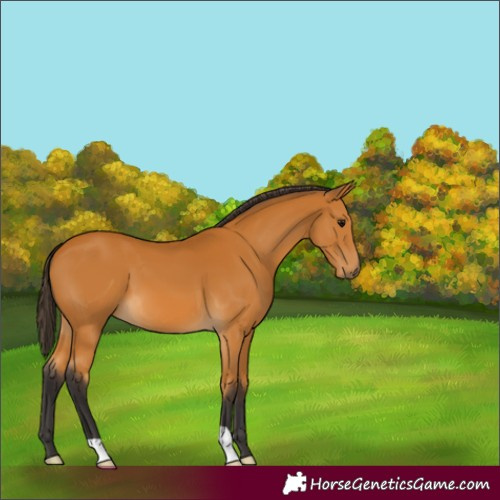 Horse Color:Buckskin