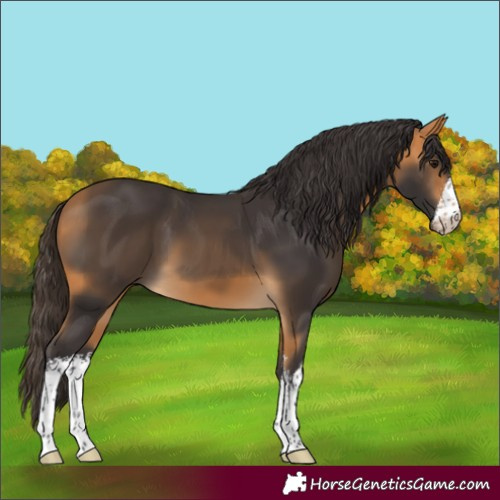 Horse Color:White Spotted Buckskin