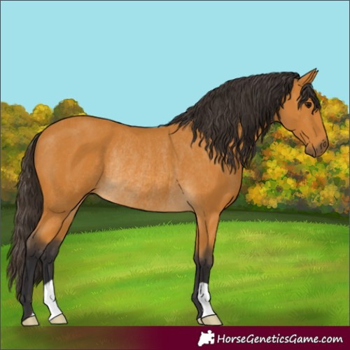Horse Color:Buckskin Rabicano