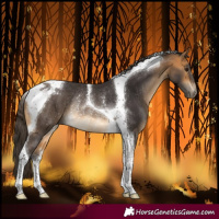 Horse Color:Buckskin Tobiano Rabicano