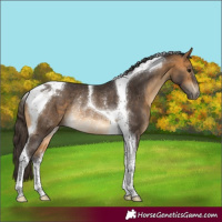 Horse Color:Buckskin Tobiano Rabicano 