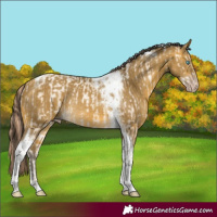 Horse Color:Amber Cream Champagne Pearl Tobiano Rabicano and Sable Cream Champagne Tobiano Rabicano