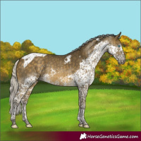 Horse Color:Silver Buckskin Splash Tobiano