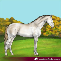 Horse Color:Buckskin Pearl Splash Tobiano Rabicano