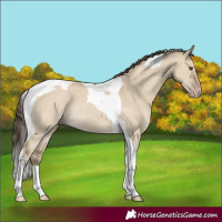 Horse Color:Classic Cream Champagne Dun Tobiano Rabicano
