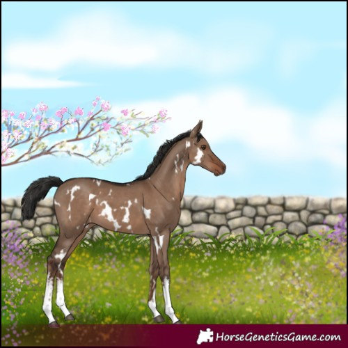 Horse Color:White Spotted Liver Red Dun 