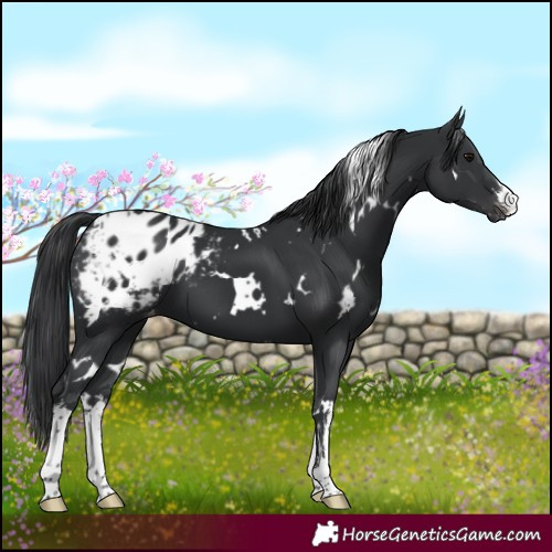 Horse Color:White Spotted Black Mushroom Appaloosa