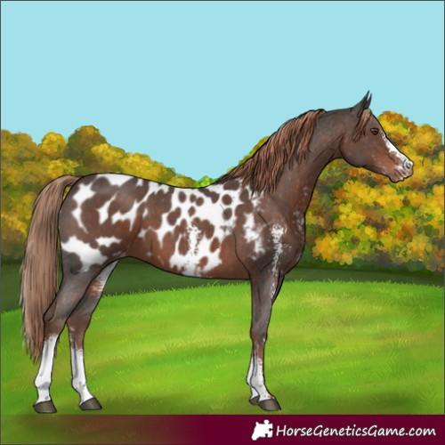 Horse Color:Liver Chestnut Sabino Appaloosa 