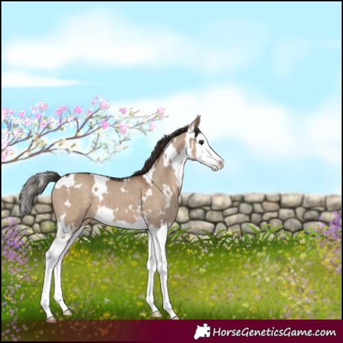 Horse Color:White Spotted Liver Red Dun Splash 