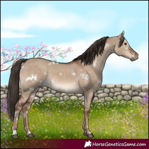 Horse Color:White Spotted Liver Red Dun 
