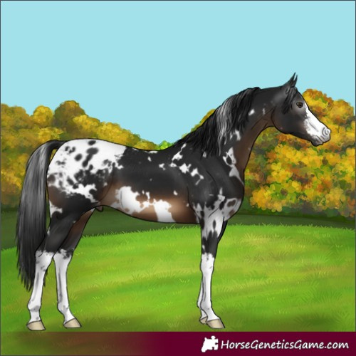 Horse Color:Gray White Spotted Brown Blanket 