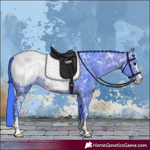 Horse Color:Watercolor Brown Ice Appaloosa 