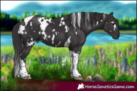 Horse Color:White Spotted Smoky Black Tobiano