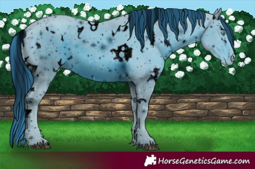 Horse Color:ERROR: UNKNOWN ANOMALY