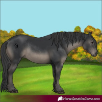 Horse Color:Black Mushroom Rabicano