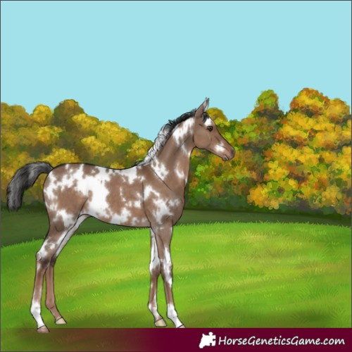 Horse Color:Unknown 