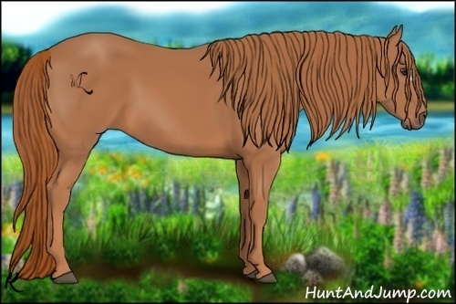Horse Color:Chestnut 