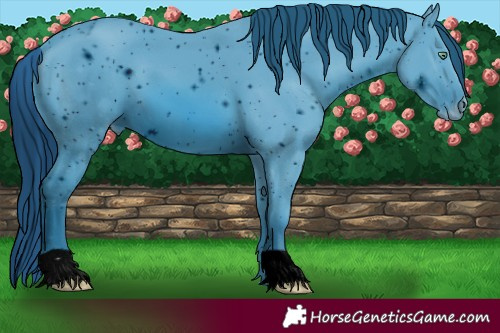 Horse Color:ERROR: UNKNOWN ANOMALY