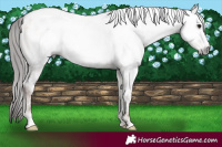 Horse Color:Gray White Spotted Classic Champagne Ice Onyx Appaloosa 