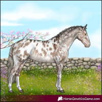 Horse Color:White Spotted Liver Red Dun Mushroom Appaloosa Brindle 