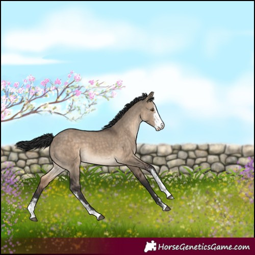 Horse Color:Brown Dun Sabino 