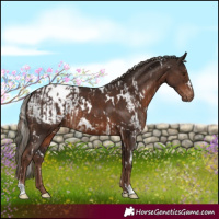 Horse Color:White Spotted Liver Chestnut and White Spotted Liver Chestnut Mushroom Appaloosa