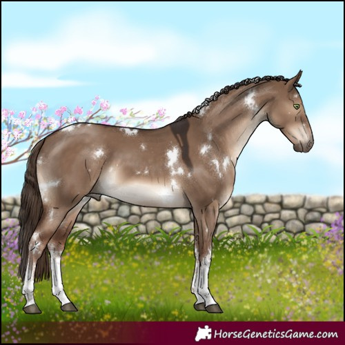 Horse Color:White Spotted Liver Red Dun 
