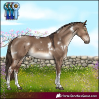 Horse Color:White Spotted Liver Red Dun