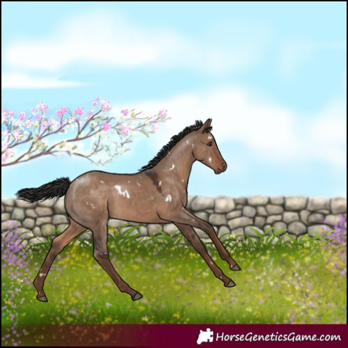 Horse Color:White Spotted Liver Red Dun 