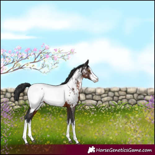 Horse Color:White Spotted Brown Near Fewspot Rabicano 