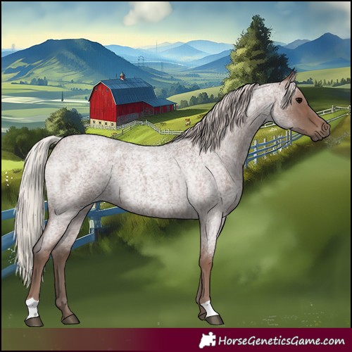 Horse Color:Silver Blue Roan 