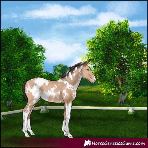 Horse Color:White Spotted Amber Champagne 