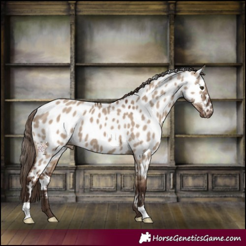 Horse Color:Liver Red Dun Appaloosa 
