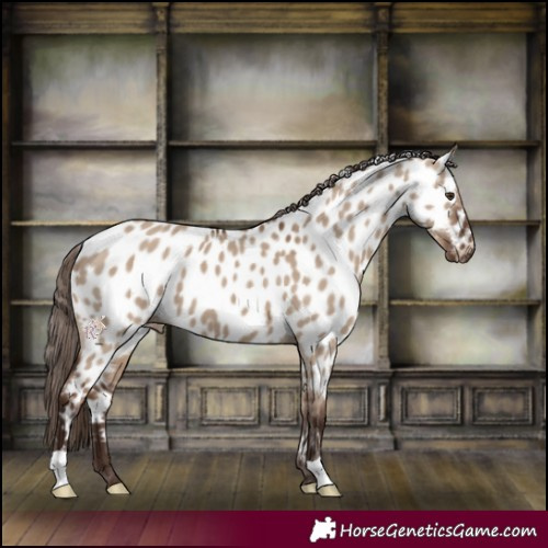 Horse Color:Liver Red Dun Appaloosa 